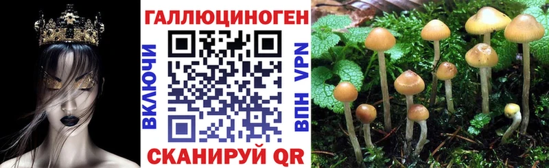 закладка  Починок  Галлюциногенные грибы Psilocybe 